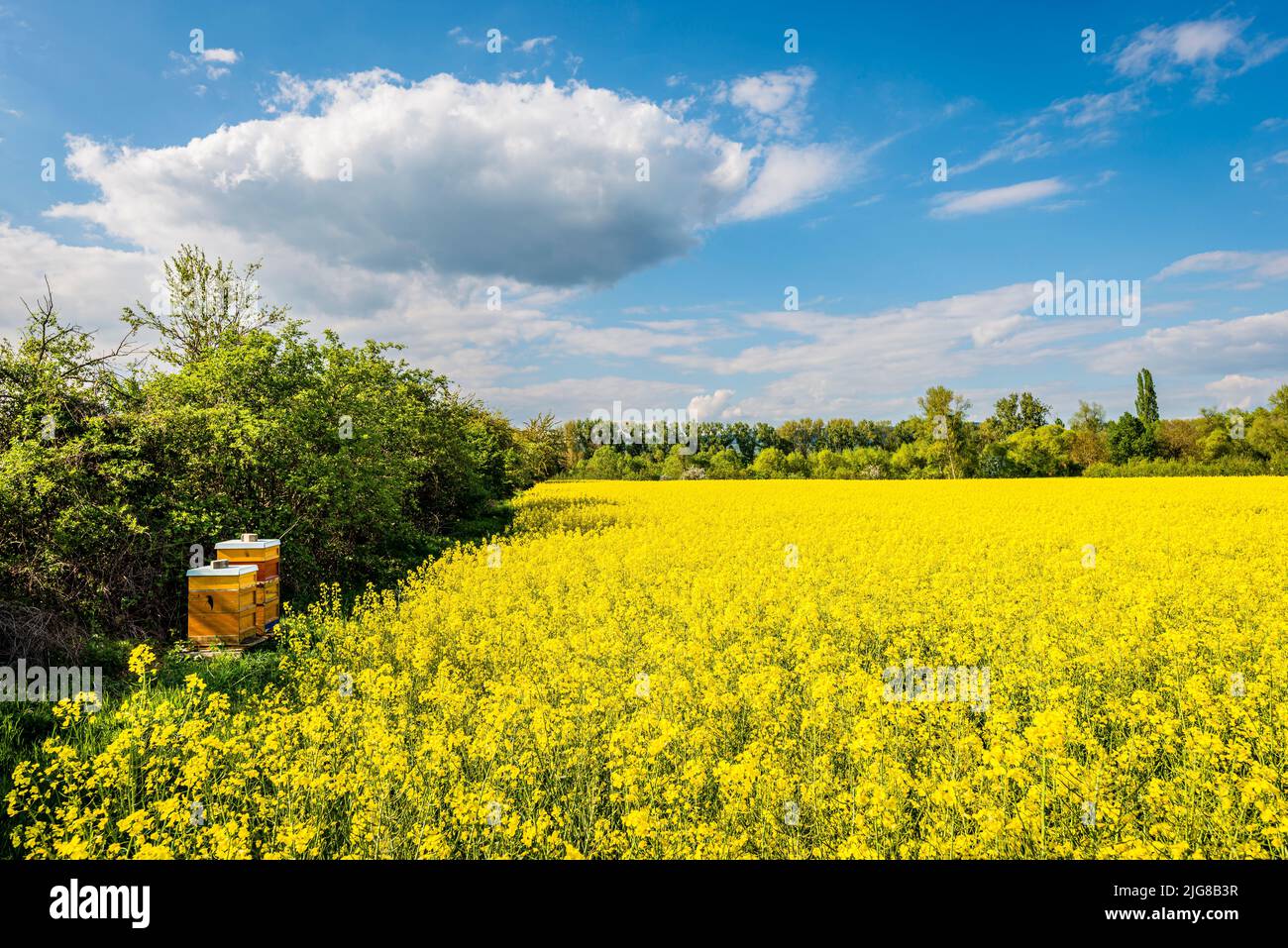 Blooming rape fields (Brassica napus) near Sporkenheim in Rheinhessen, near Ingelheim, Beehives at the edge of the field, Stock Photo