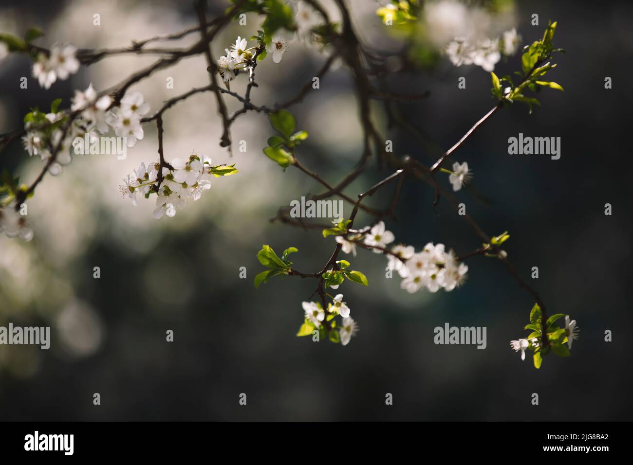 Wild cherry, detail, branches, flowers Stock Photo