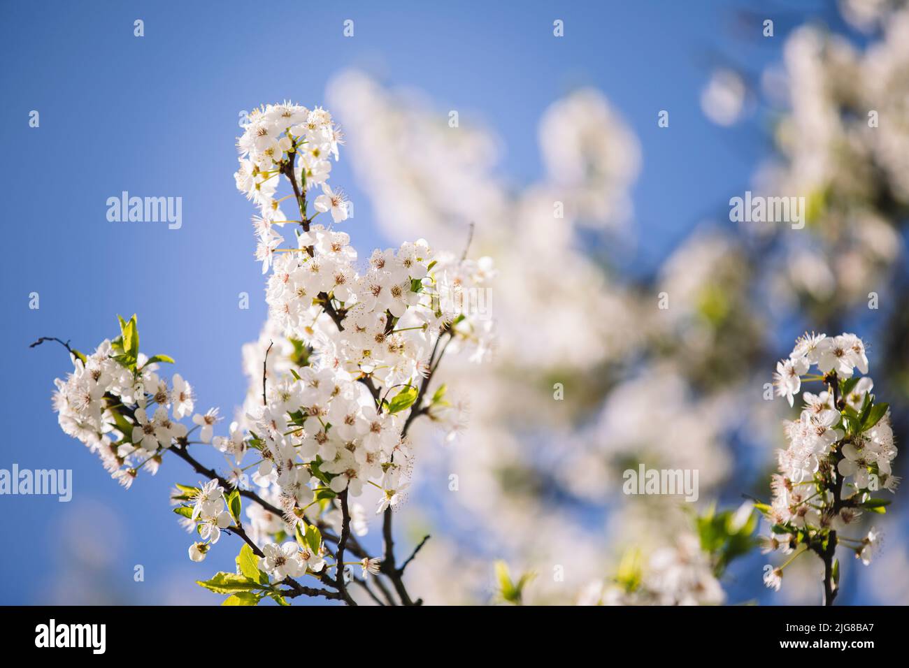 Wild cherry, detail, branches, flowers Stock Photo