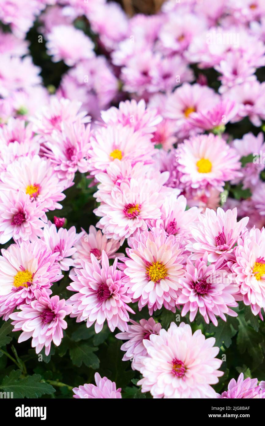natural flowers background Stock Photo - Alamy