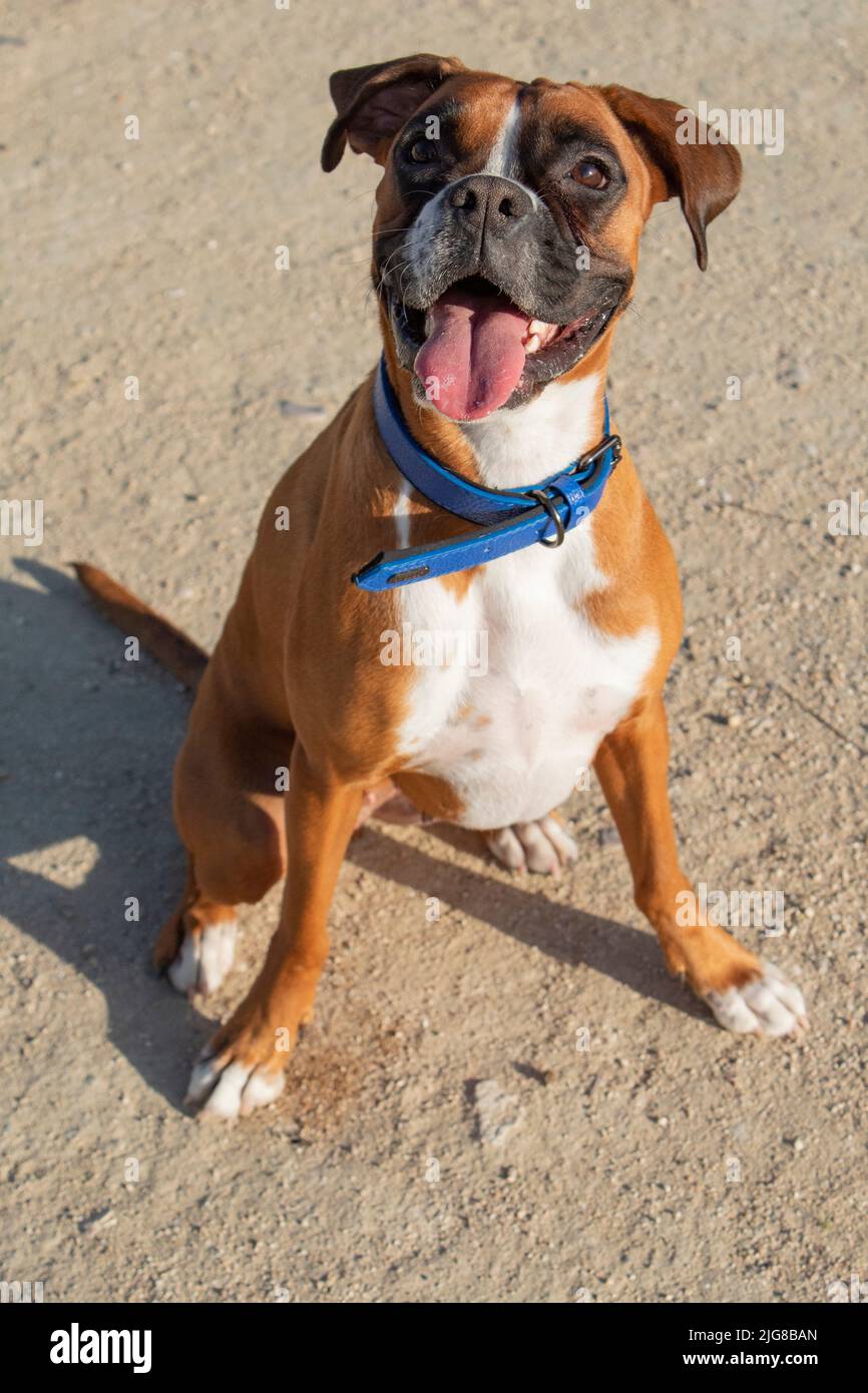 Boxer breed dog sticking out his tongue Stock Photo Alamy