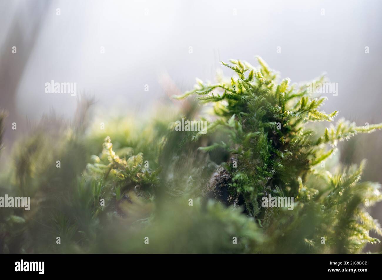 Forest moss hi-res stock photography and images - Alamy