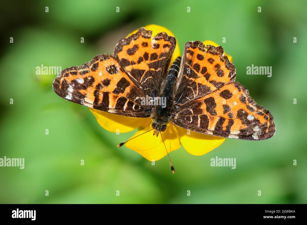 Summer form of the map butterfly (Araschnia levana) on creeping buttercup Stock Photo
