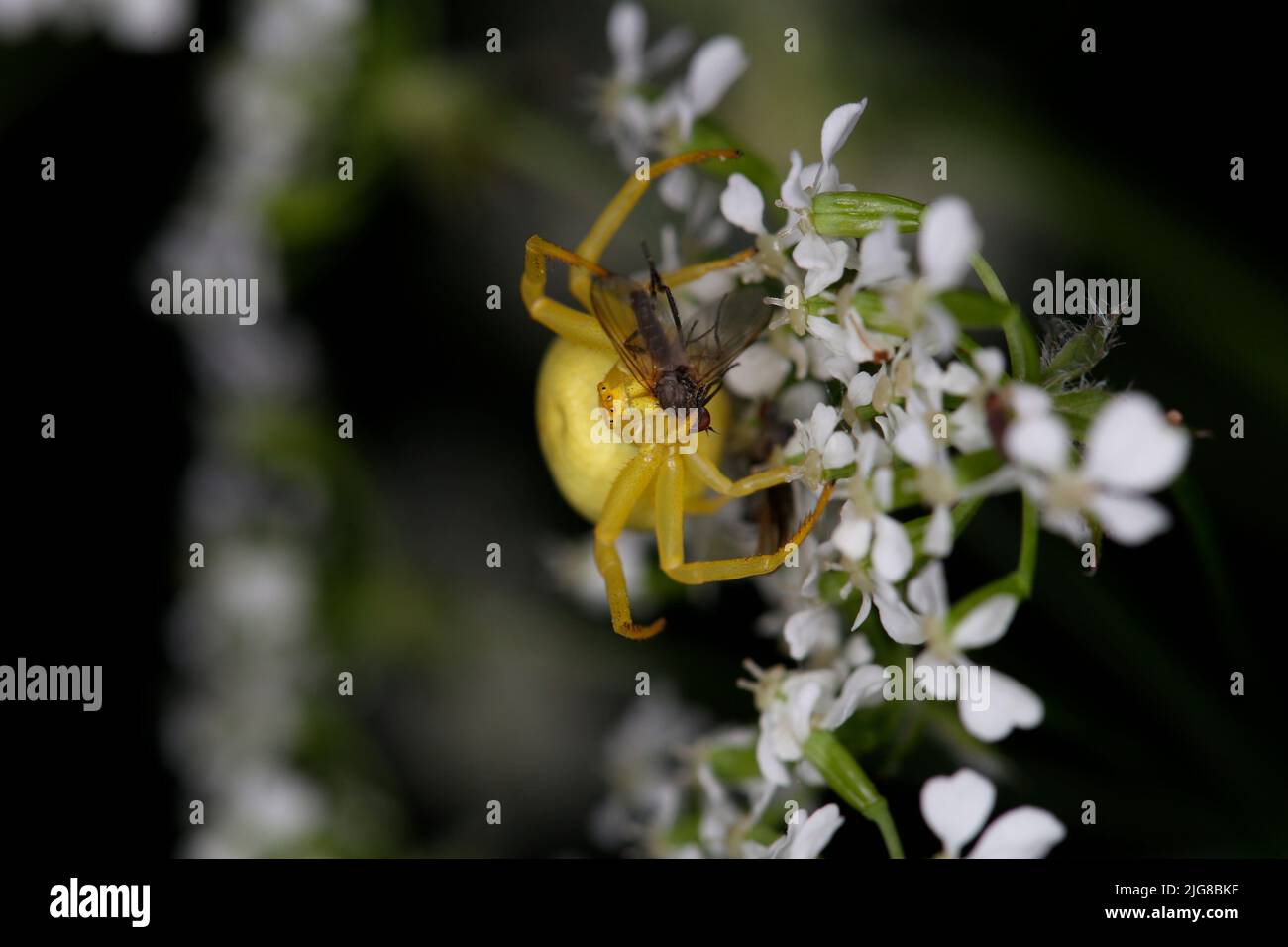 Female of the goldenrod crab spider (Misumena vatia) with captured fly on the flower of meadow chervil Stock Photo