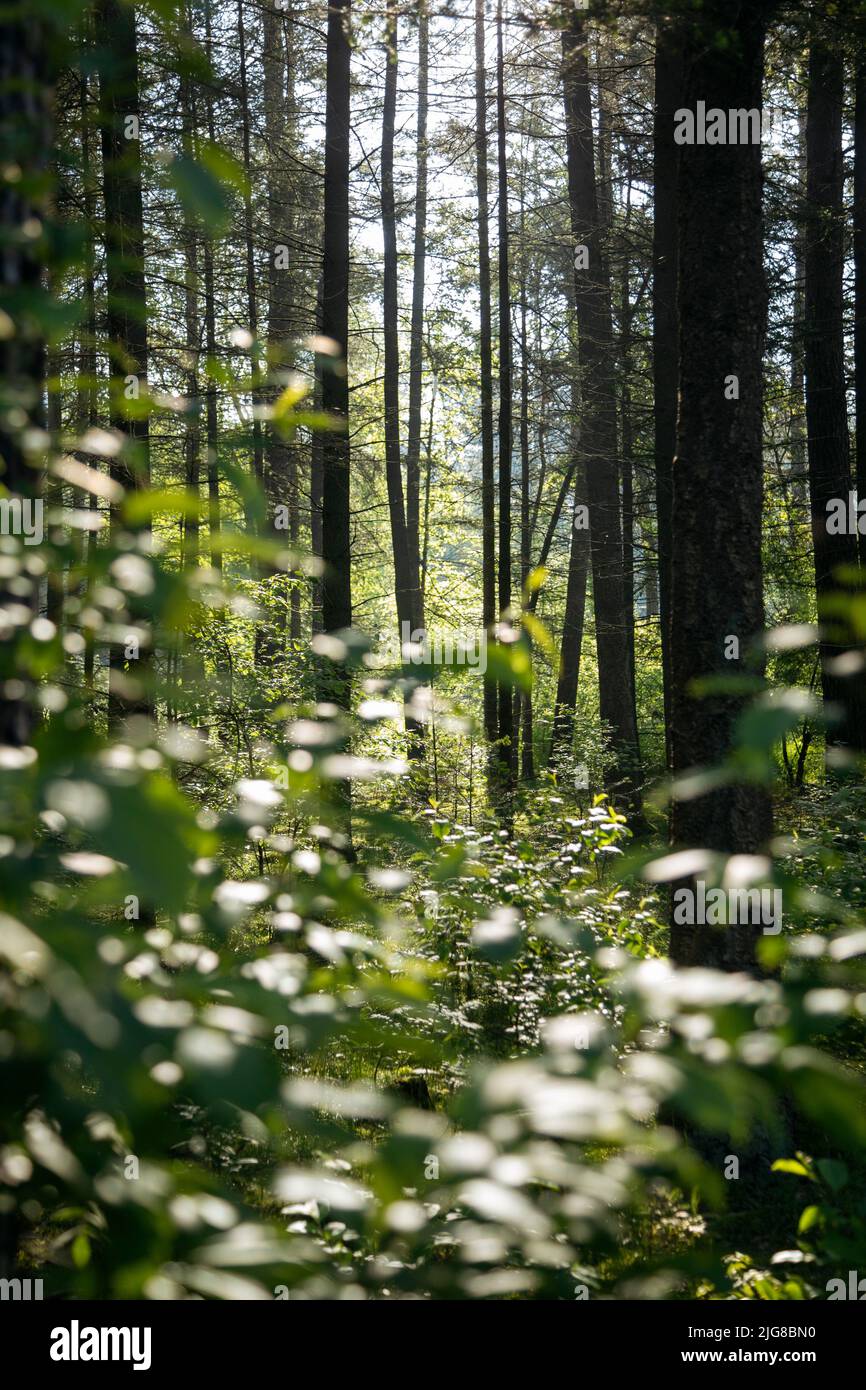 Germany, North Rhine-Westphalia, Teutoburg Forest, Thicket Stock Photo