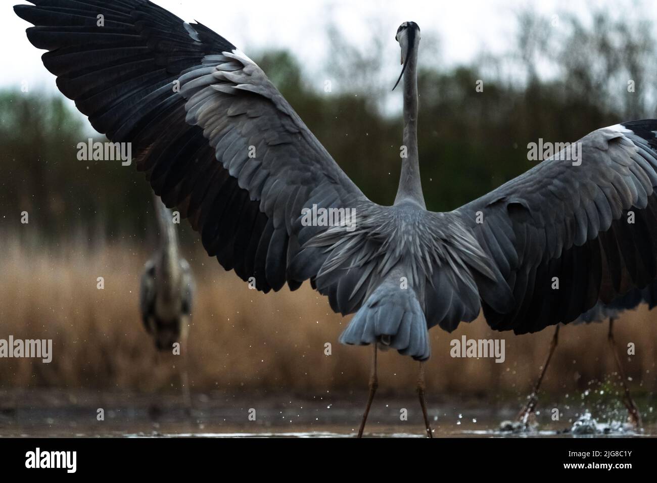 A closeup of a grey heron (Ardea cinerea) with wide-open wings standing in a pond Stock Photo