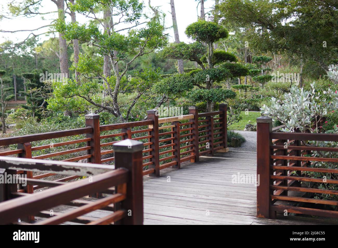 A wooden bridge in a Japanese Garden with Bonsai trees around Stock