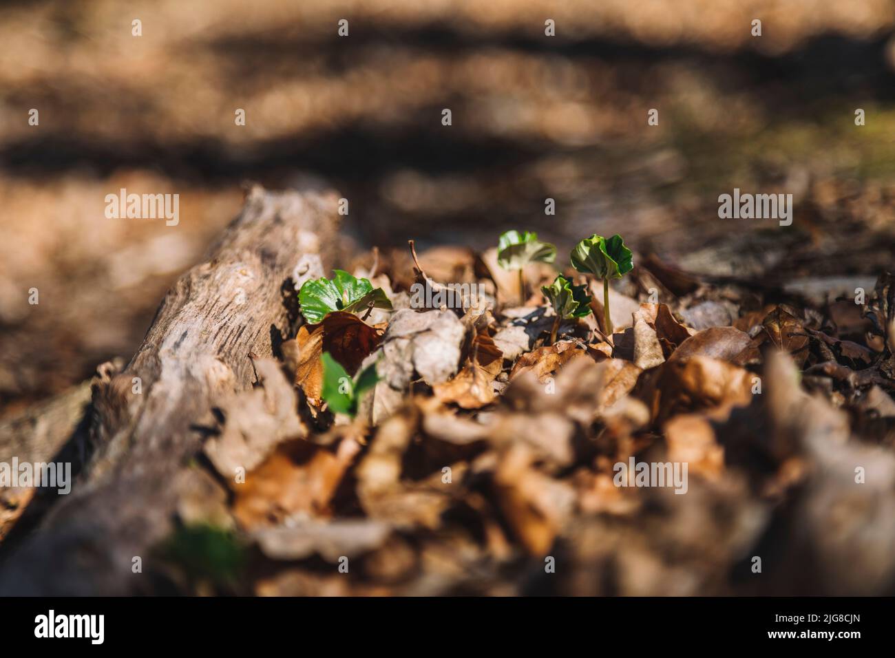 Detail of forest floor hi-res stock photography and images - Alamy