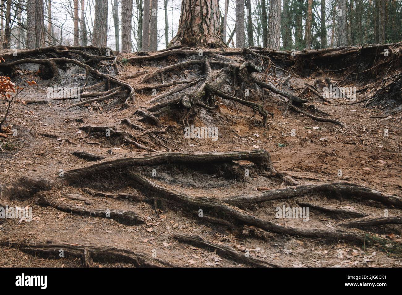 Conifers roots hi-res stock photography and images - Alamy