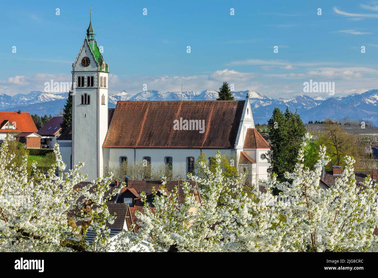 Fruit tree blossom in Gattnau, district of Kressbronn with view to the Swiss Alps, Upper Swabia, Baden-Württemberg, Germany Stock Photo