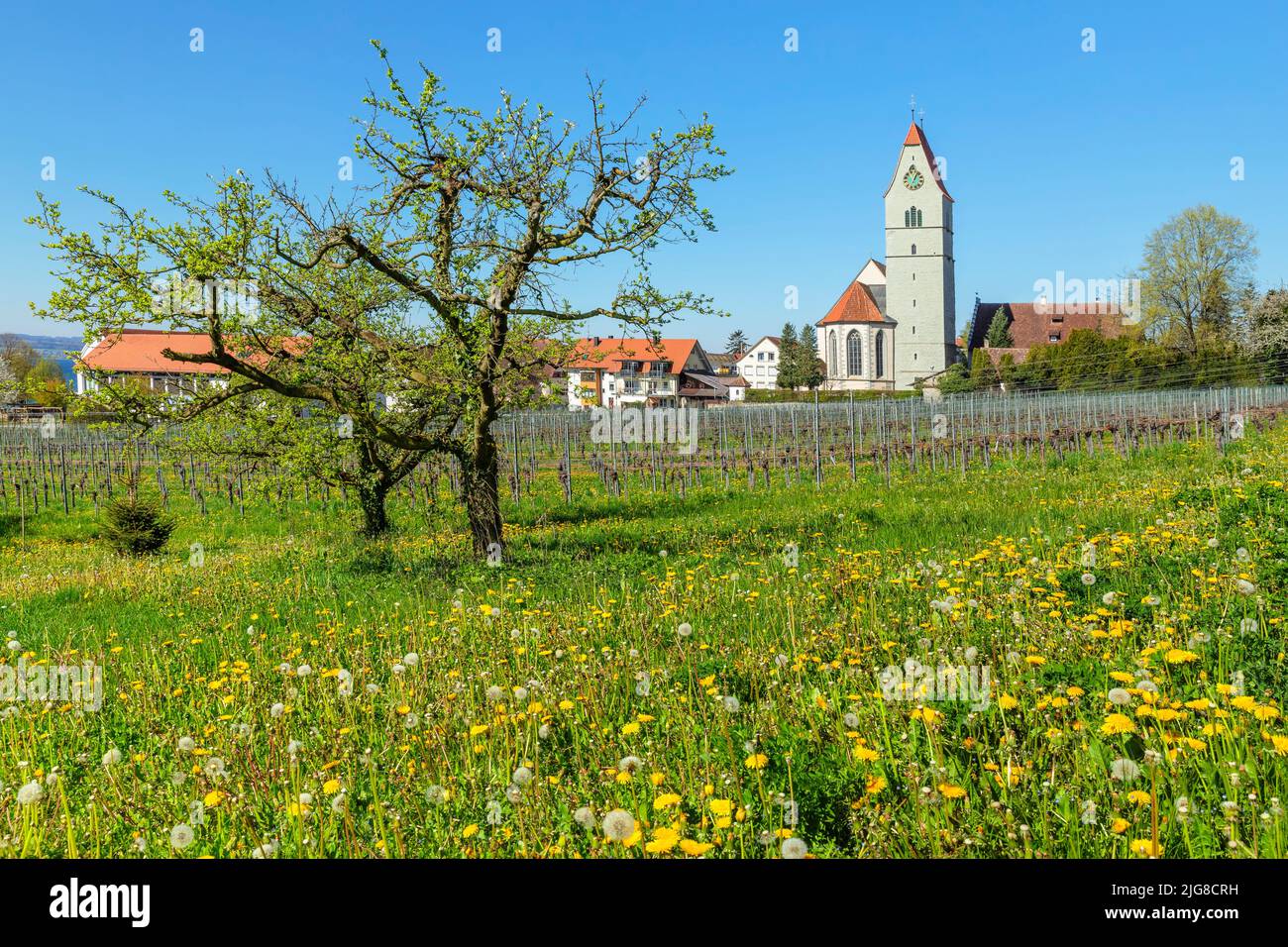 Fruit tree blossom in spring, Hagnau am Bodensee, Baden- Württemberg, Germany Stock Photo