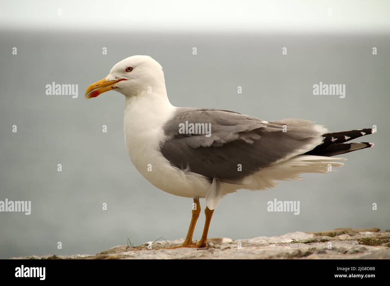 A closeup of white headed seagull standing on wall in gray background Stock Photo