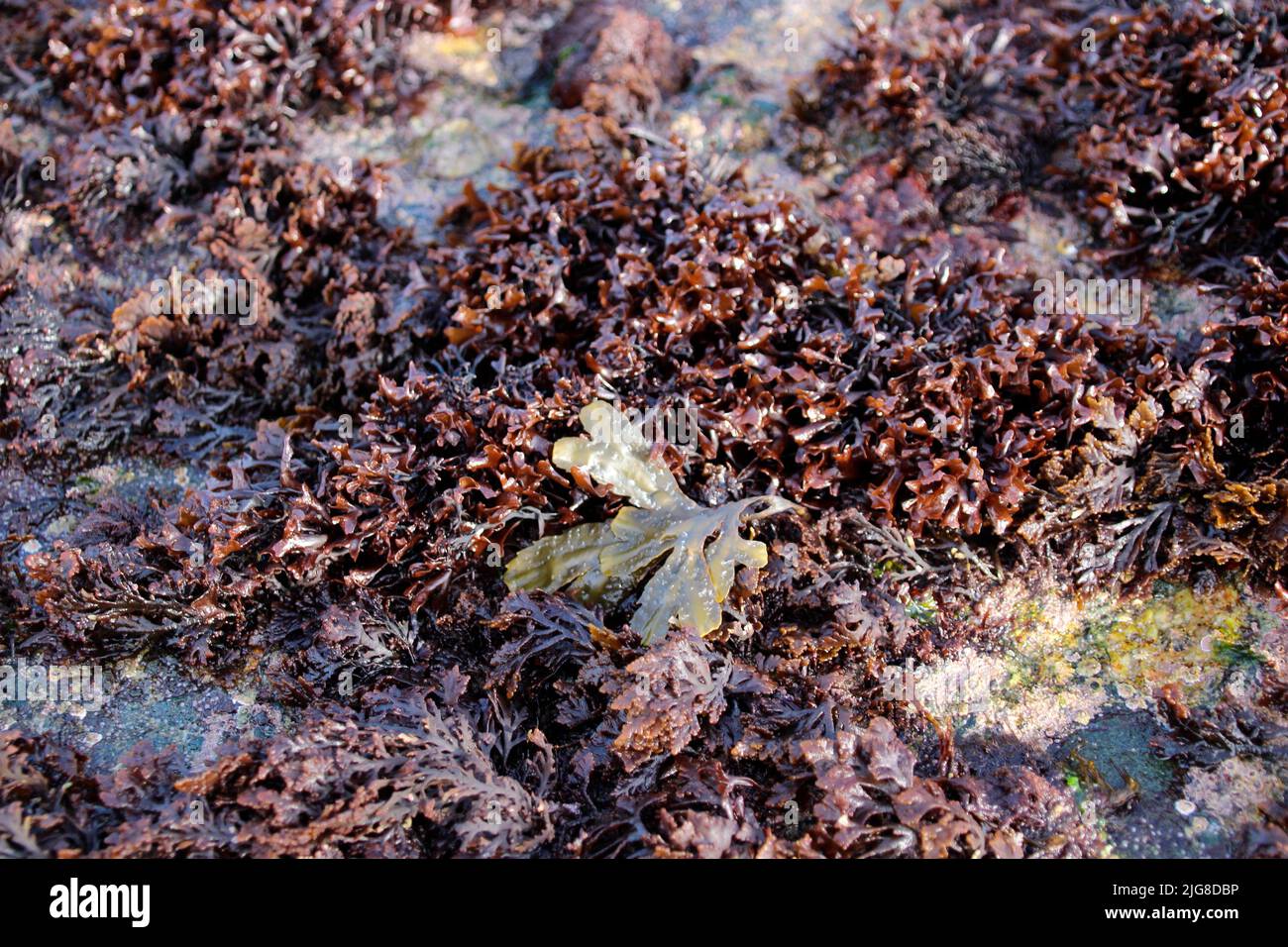 Seaweed on the beach of Dun Laoghaire, County Dublin, Ireland Stock Photo