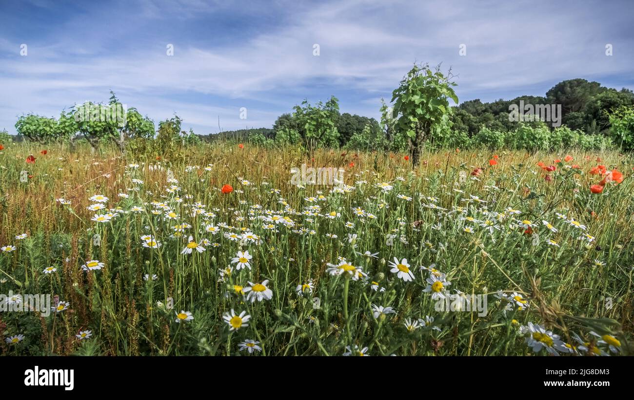 Vineyard and poppies at Vinassan in spring. Stock Photo