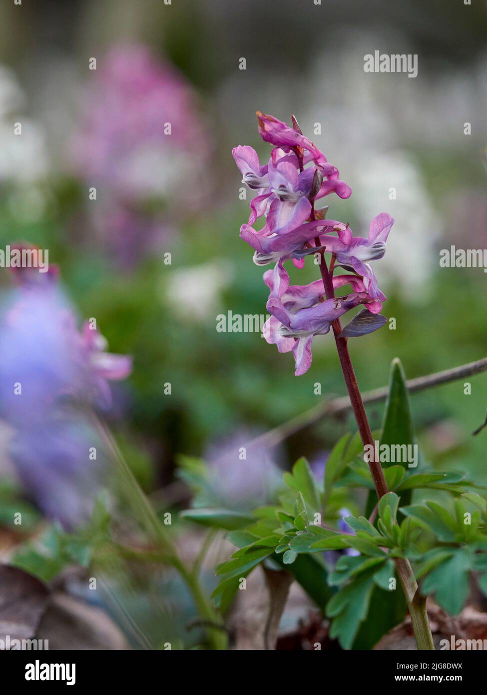 Hollow bulbous larkspur hi-res stock photography and images - Alamy