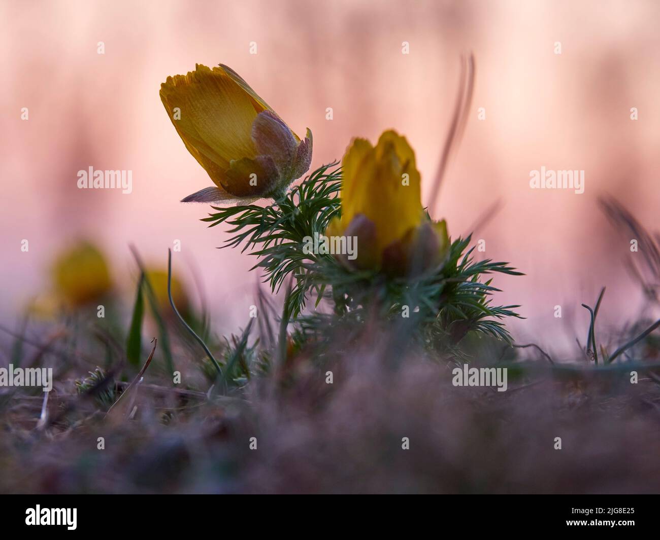 Spring Adonis, Spring Adonis Rose, Adonis vernalis, Adonis roses Stock ...