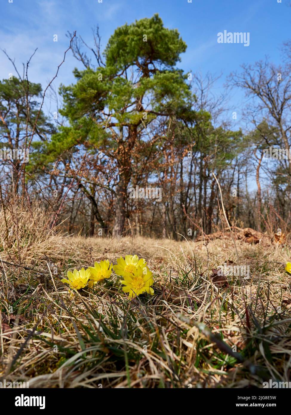 Spring Adonis, Spring Adonis Rose, Adonis vernalis, Adonis roses Stock ...