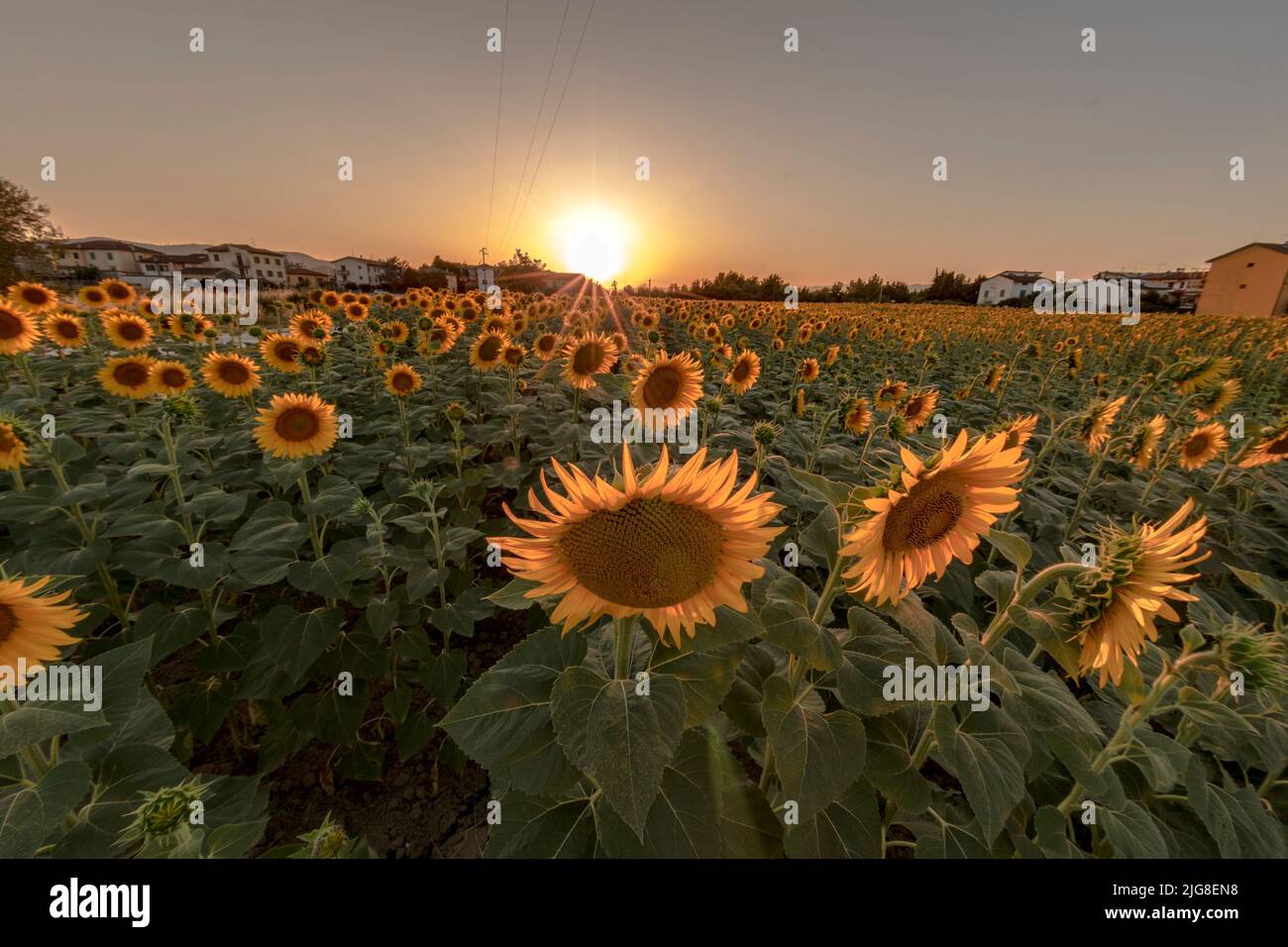 Beautiful sunflower field at sunset in the Tuscan countryside Stock Photo