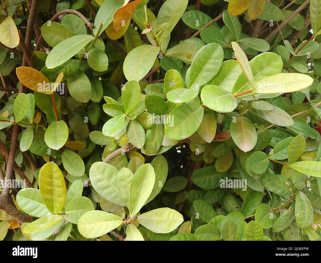 A closeup shot of green Xylocarpus granatum leaves Stock Photo