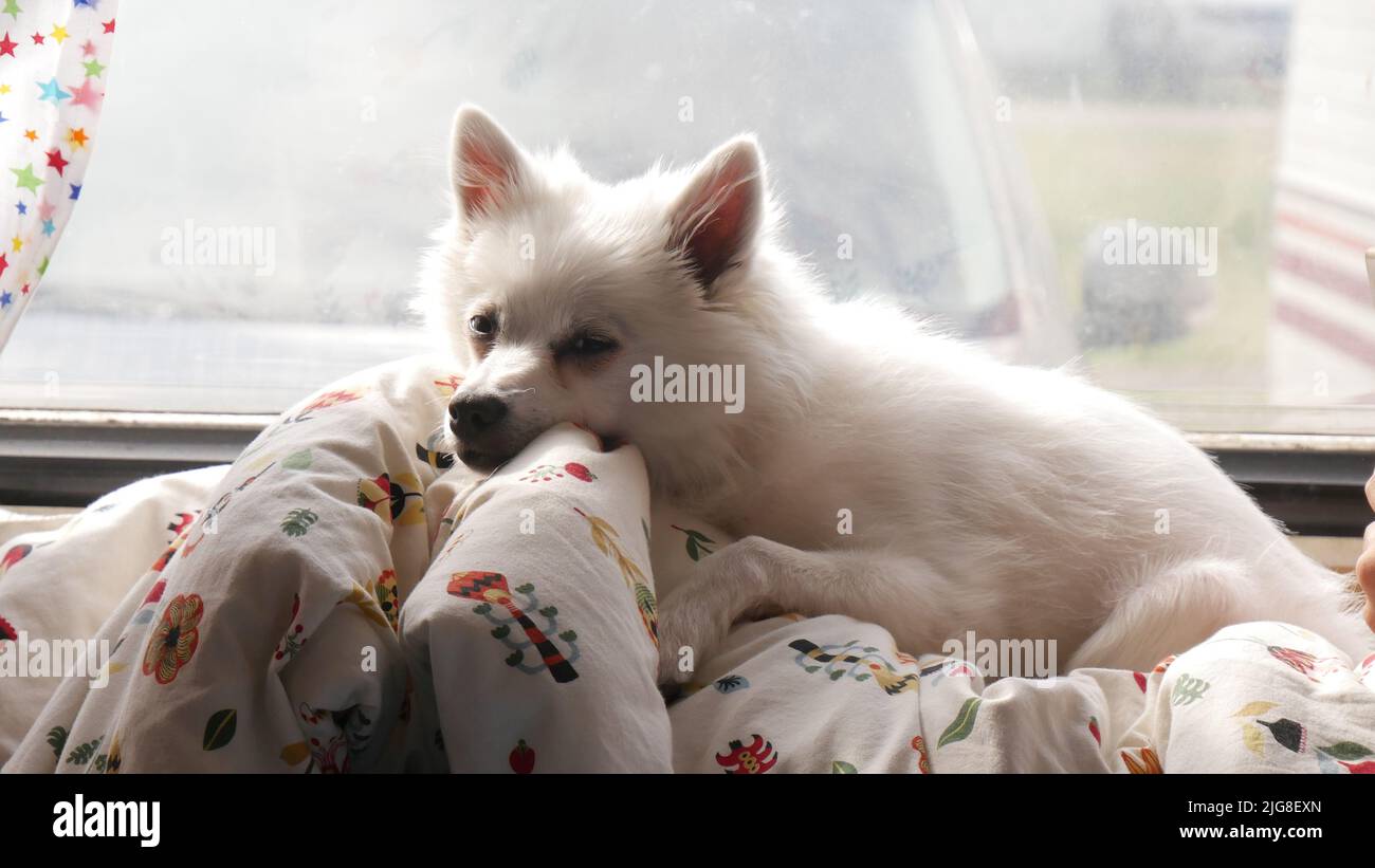 A closeup of a white sleepy American Eskimo Dog lying on a blanket on a windowsill Stock Photo