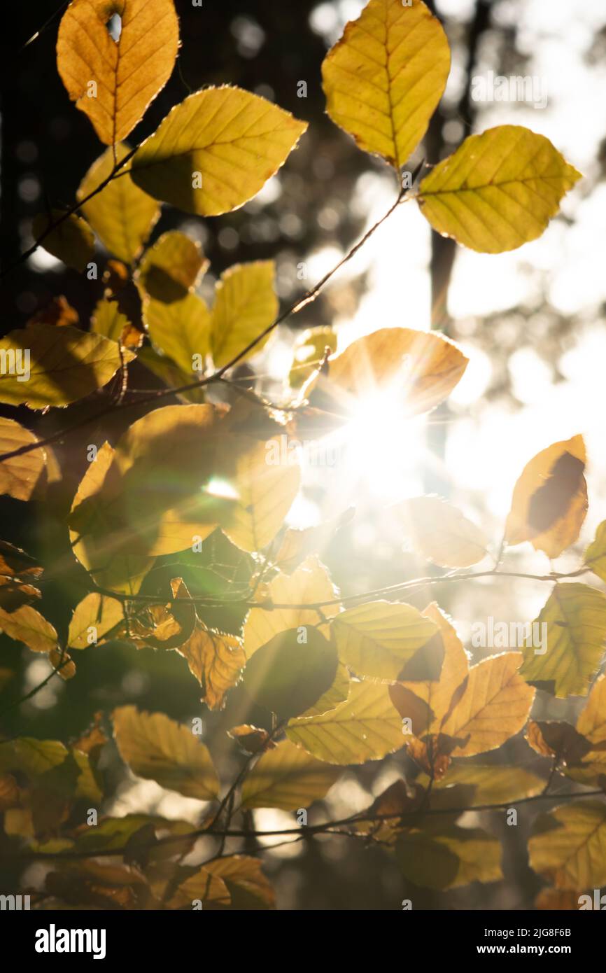 A vertical shot of the sun shining through tree branches with autumn ...