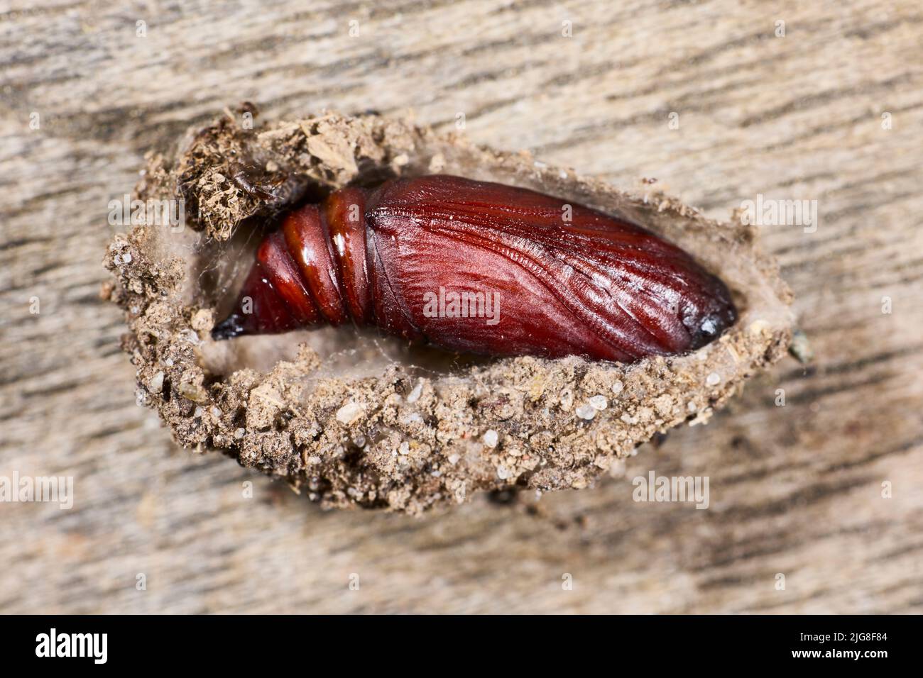Indigenous insect hi-res stock photography and images - Alamy