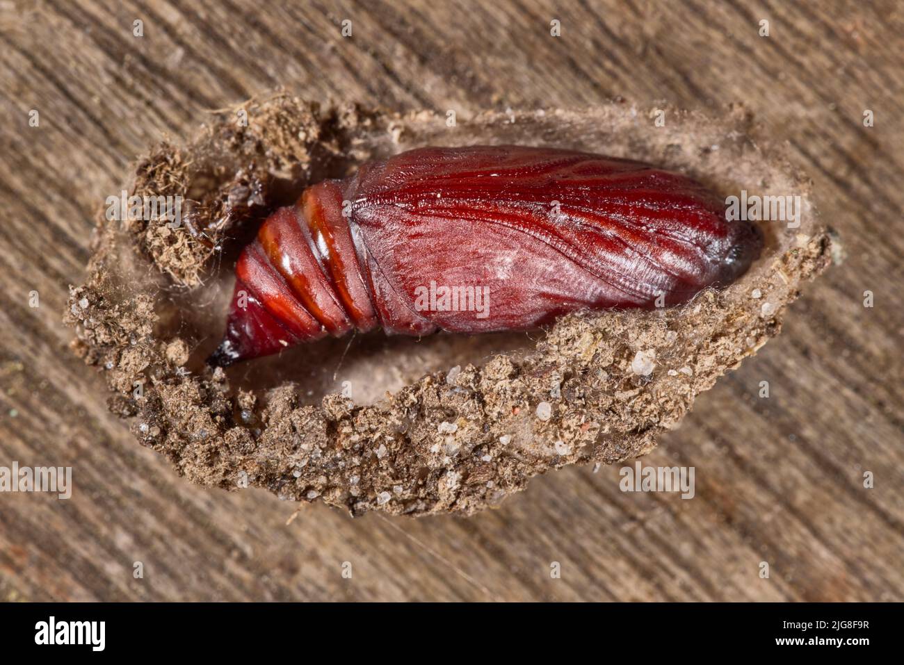 Indigenous insect hi-res stock photography and images - Alamy
