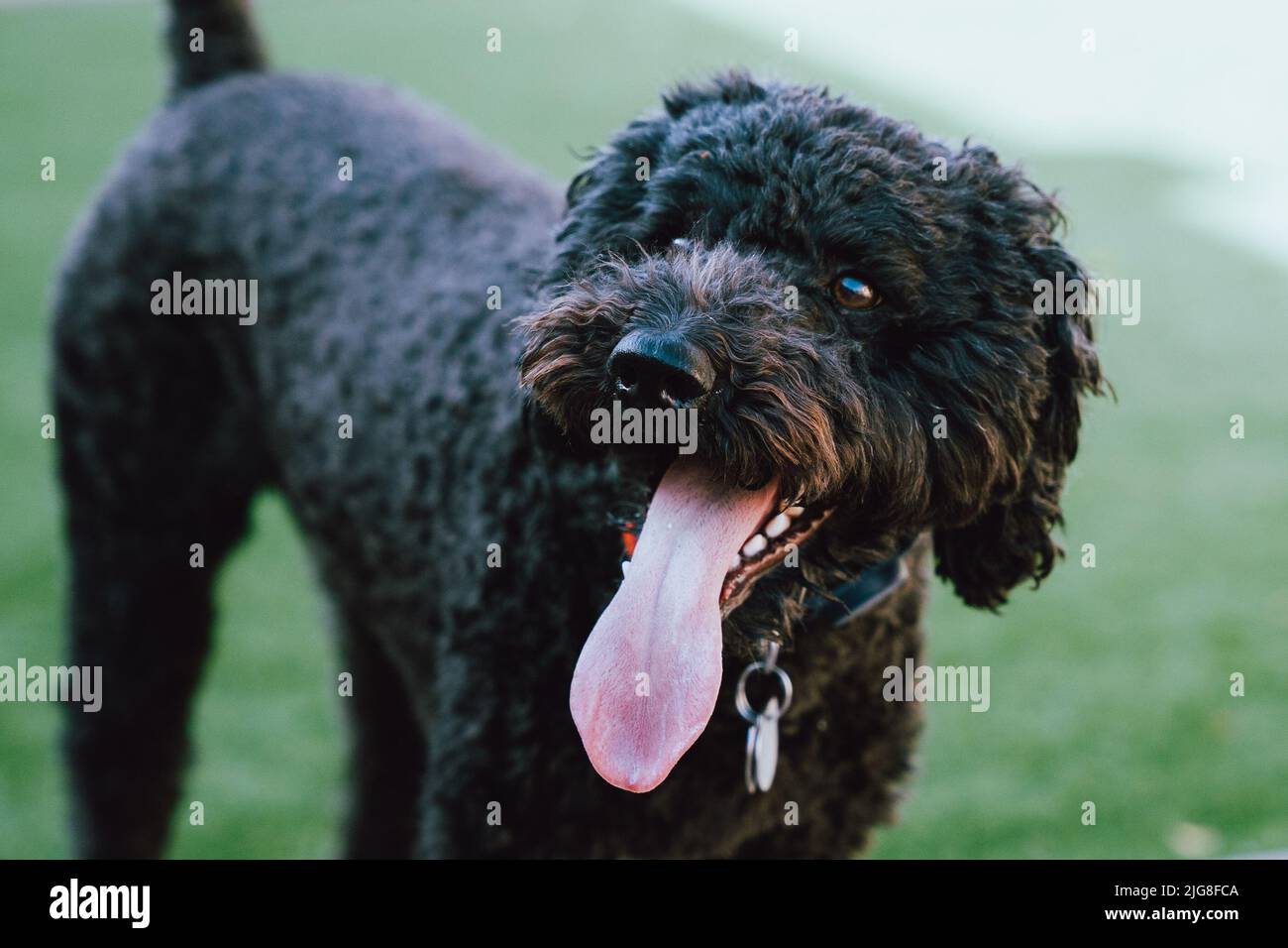 Barbet dog hi-res stock photography and images - Page 2 - Alamy