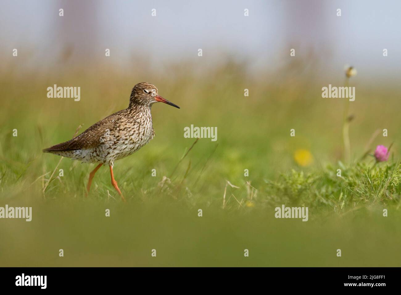Redshank, Tringa totanus Stock Photo Alamy