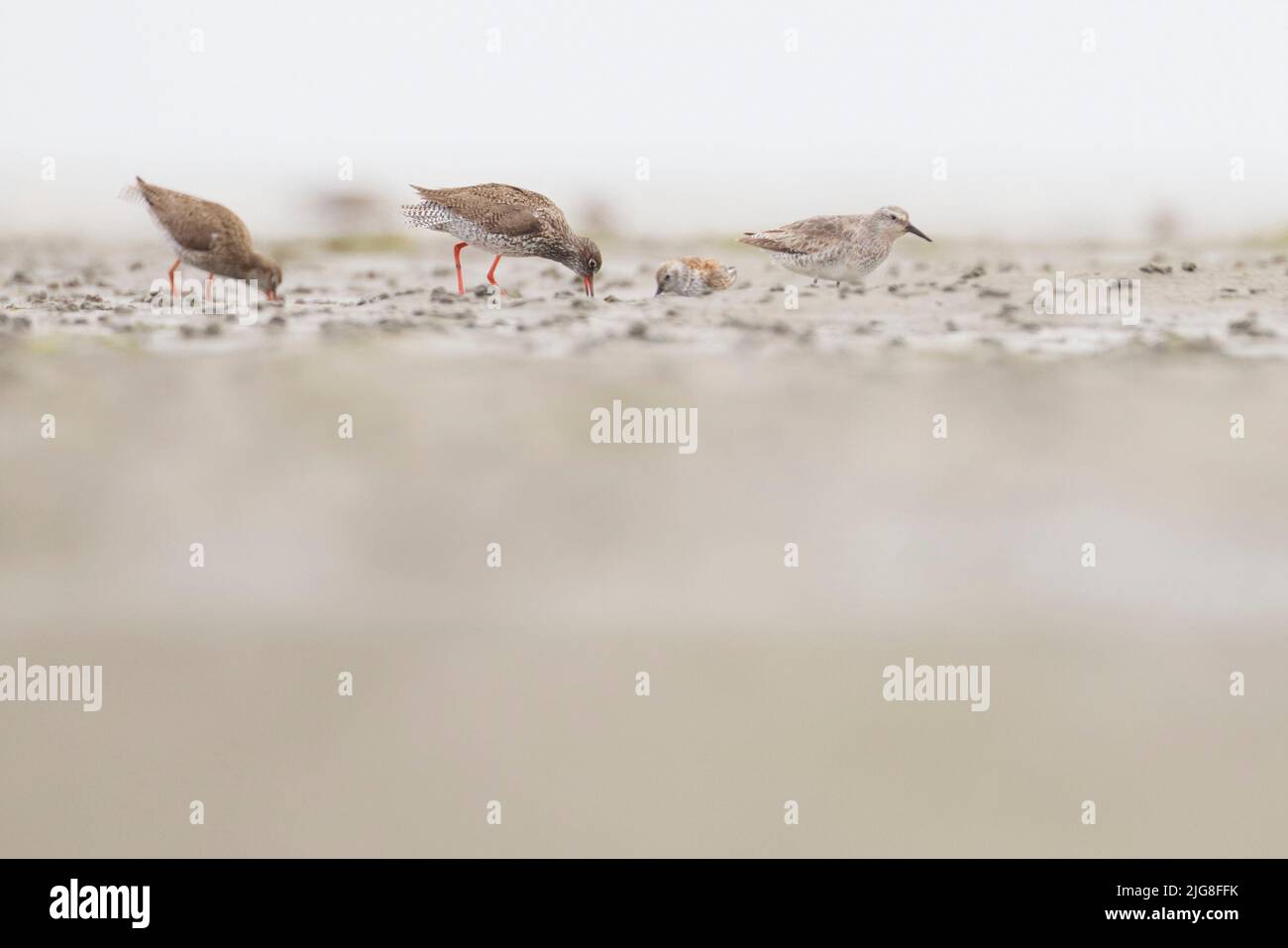 Waders, mudflats, eat Stock Photo