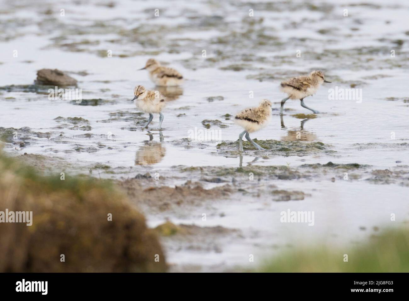 Avocet, chick, four, Recurvirostra avosetta Stock Photo