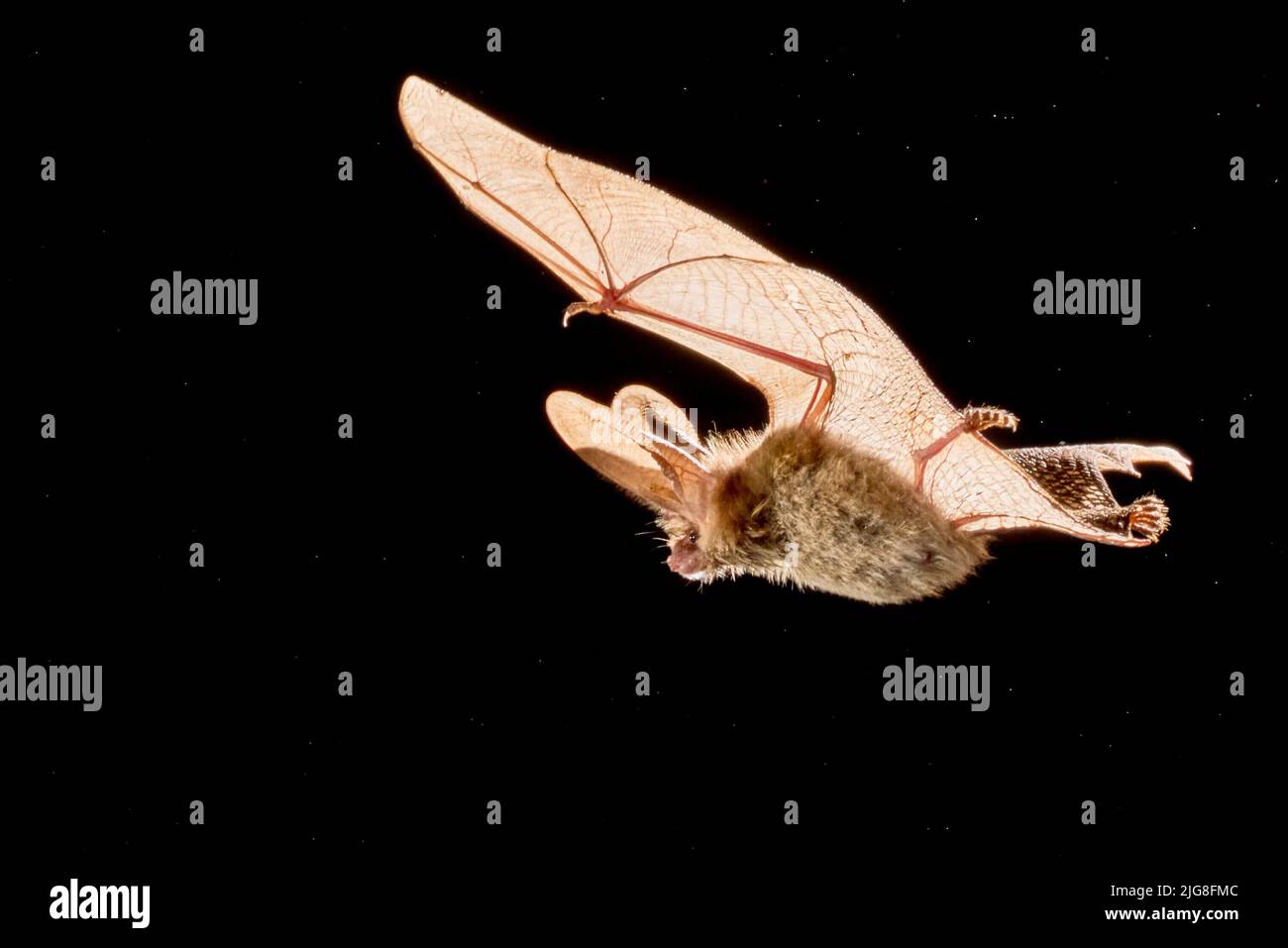 Bat in flight Stock Photo