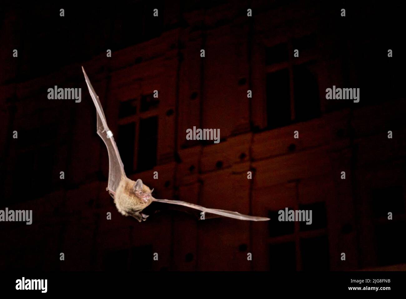 Bat, Nathusius' pipistrelle, Pipistrellus nathusii, flying Stock Photo