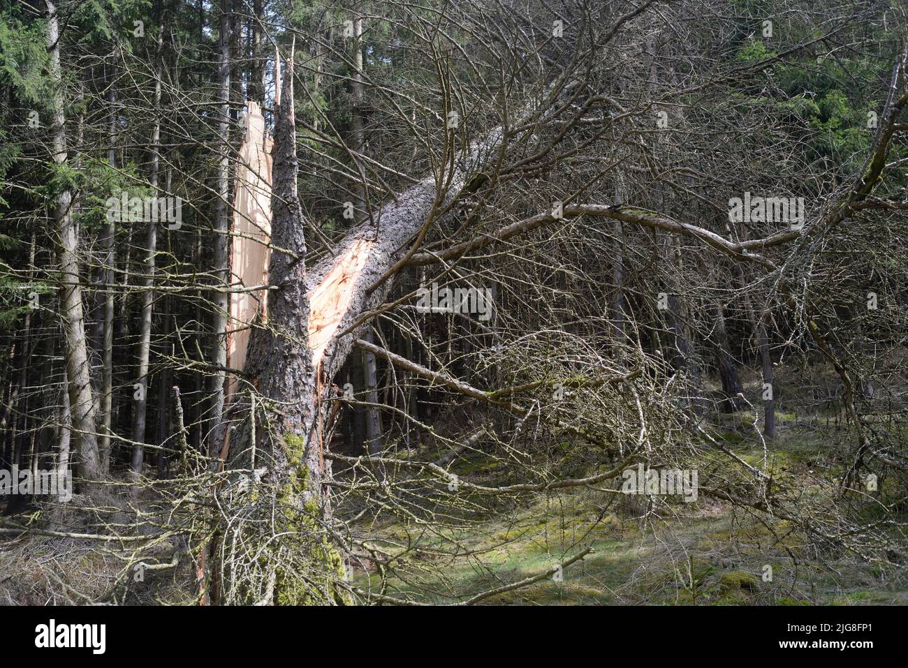 Forest damage in the Thuringian Forest Stock Photo - Alamy