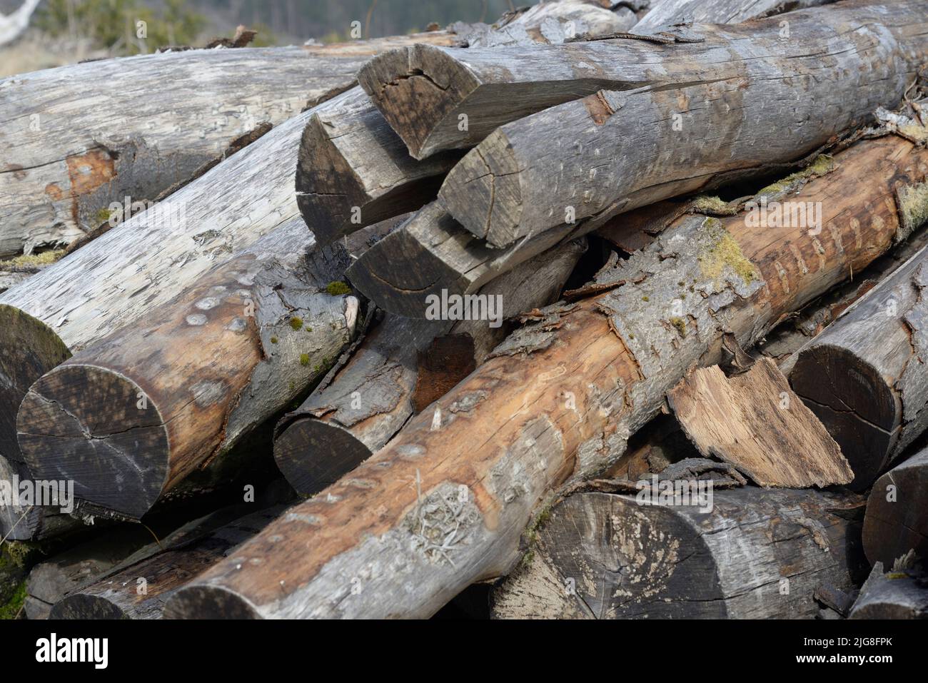 Wood piles (bark beetle infestation Stock Photo Alamy
