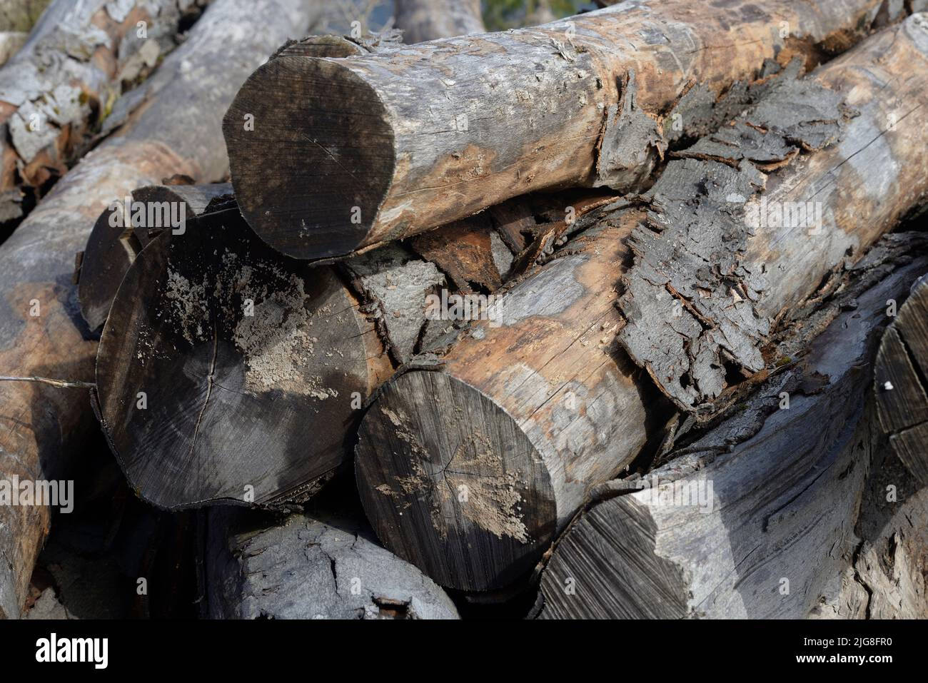 Wood piles (bark beetle infestation Stock Photo - Alamy