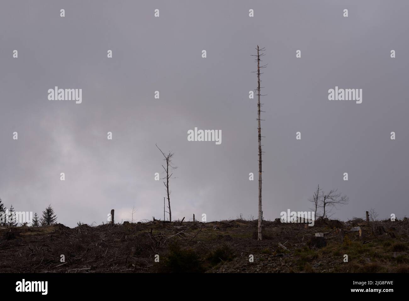 clear cut mountain after bark beetle infestation in Thuringian forest Stock Photo