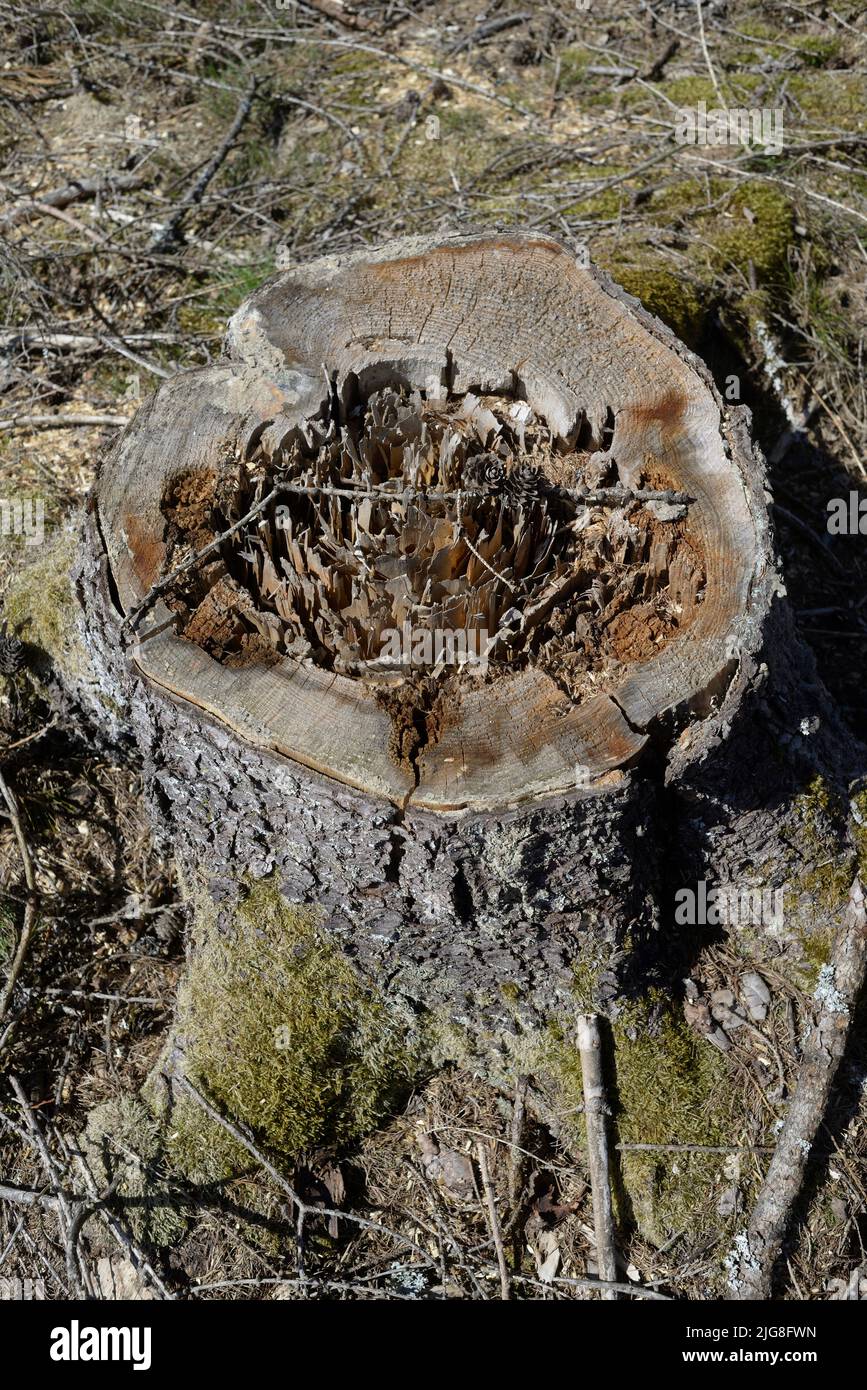 Tree stump (insect infestation Stock Photo Alamy