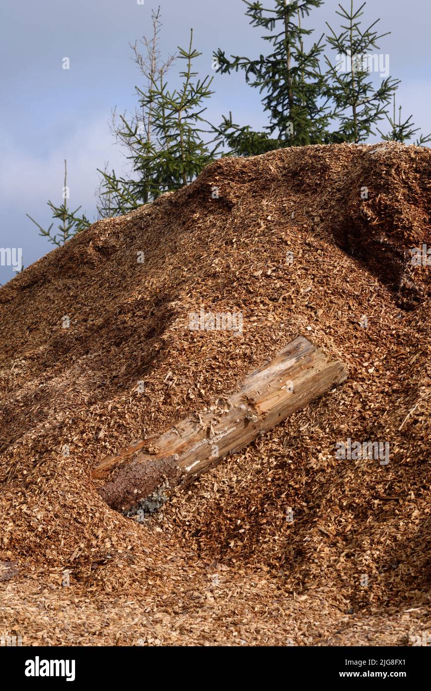 Heapg of wood chips after clear-cutting, for later use as industrial firing material. Stock Photo