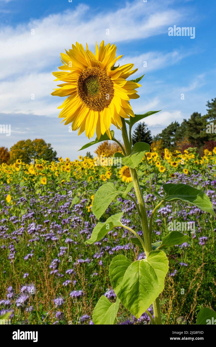 Sunflower field on the Swabian Alb, near the Digelfeld hikers' parking lot. Stock Photo