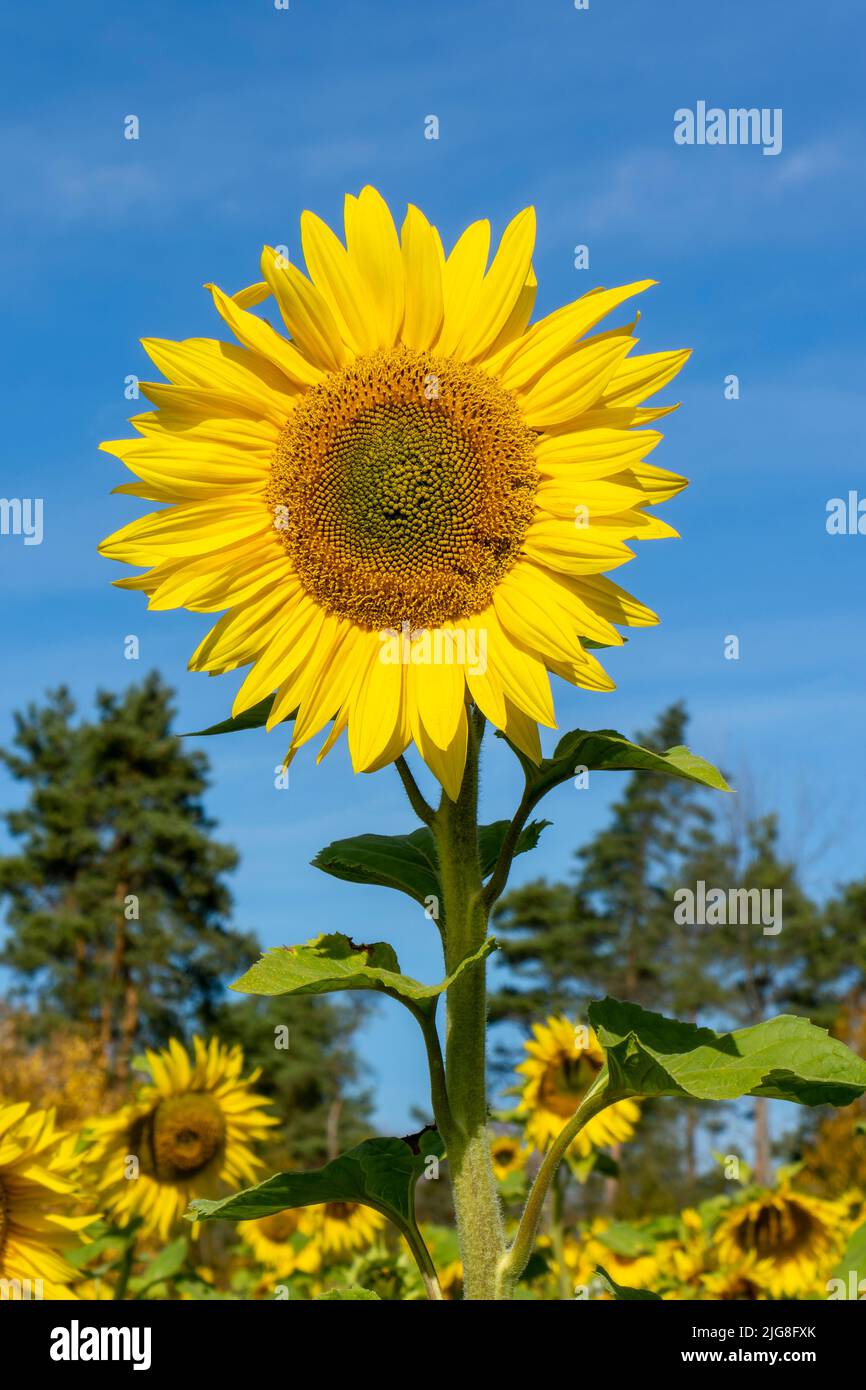 Sunflower on the Swabian Alb, near the Digelfeld hiking parking lot. Stock Photo