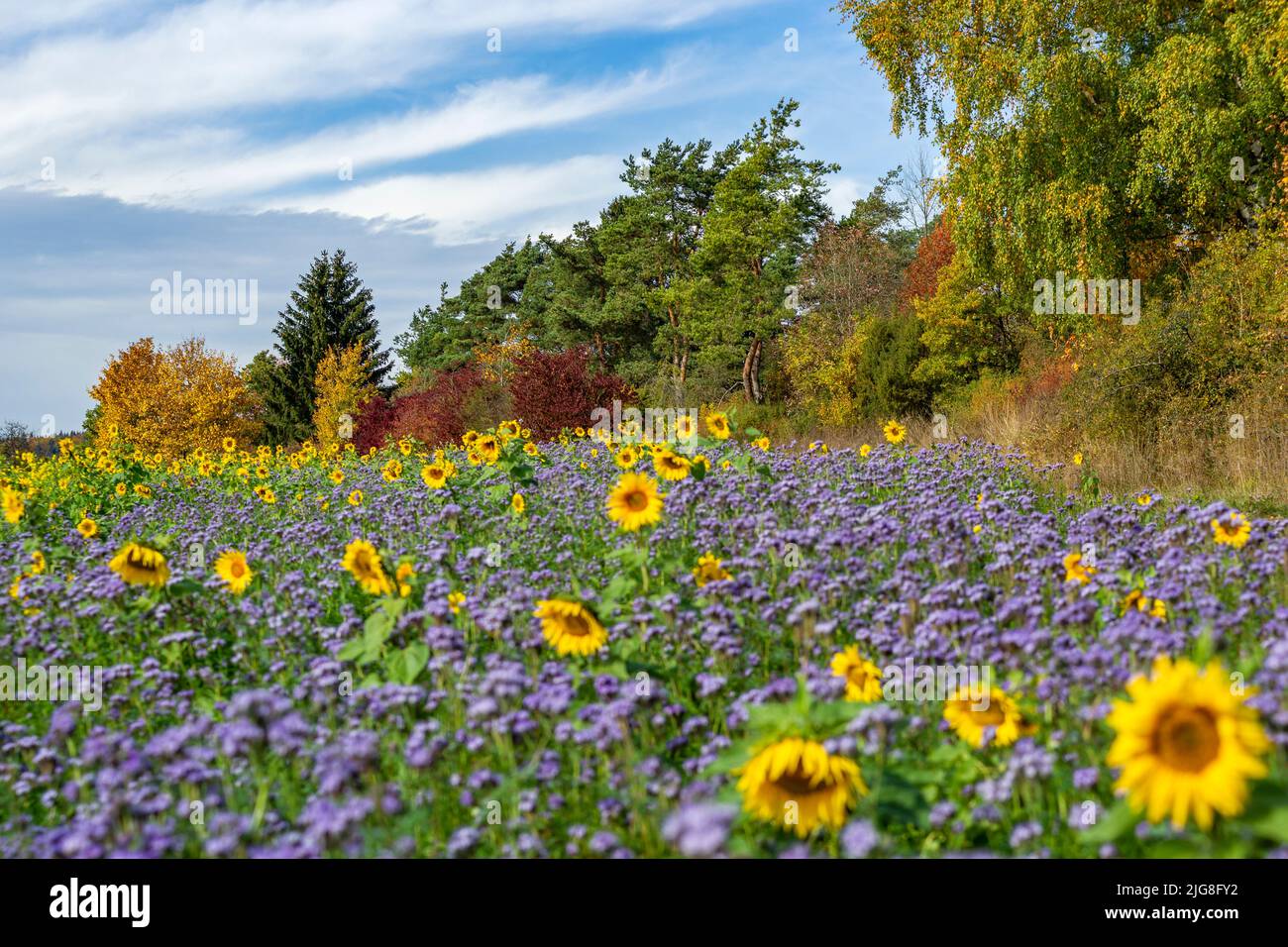 Sunflower field on the Swabian Alb, near the Digelfeld hikers' parking lot. Stock Photo