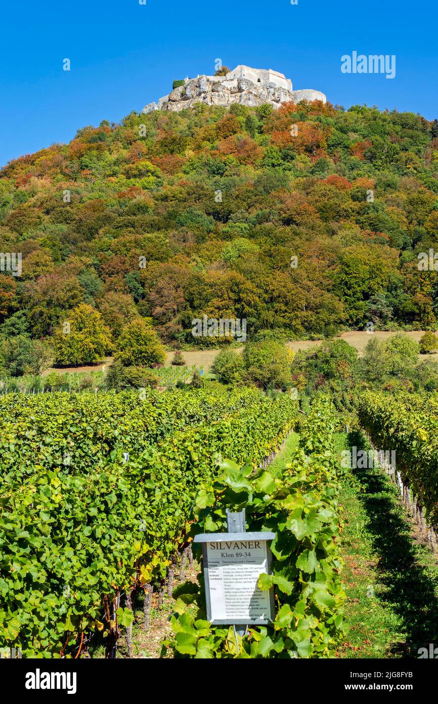 Hohenneuffen castle ruins, view from Neuffen vineyard. Stock Photo