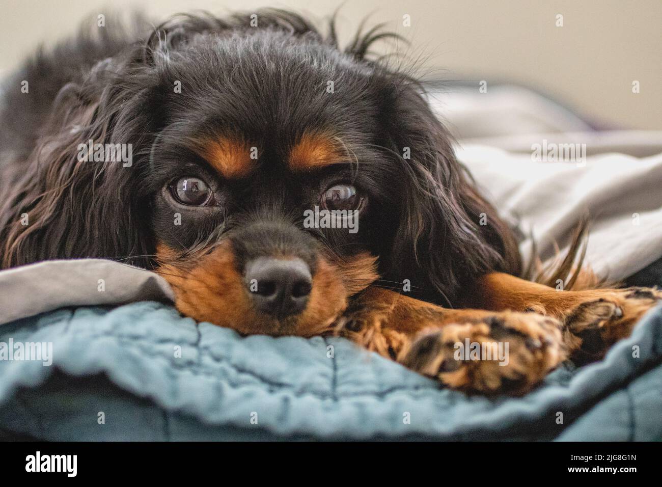 Cavalier King Charles Spaniel ready for bed Stock Photo Alamy