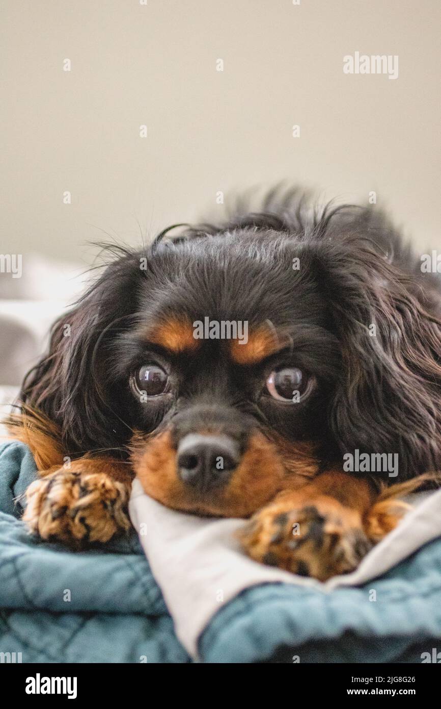 Cavalier King Charles Spaniel ready for bed Stock Photo Alamy