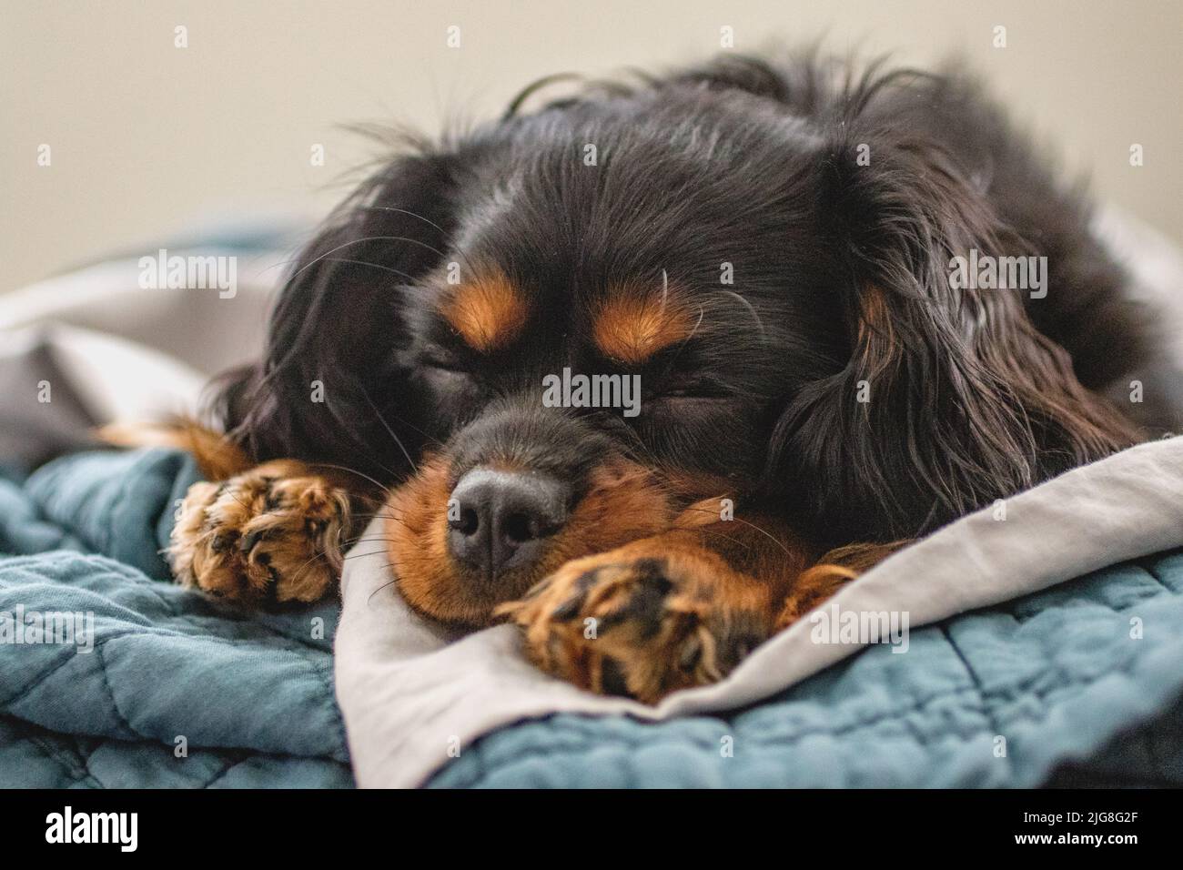 Cavalier King Charles Spaniel ready for bed Stock Photo Alamy