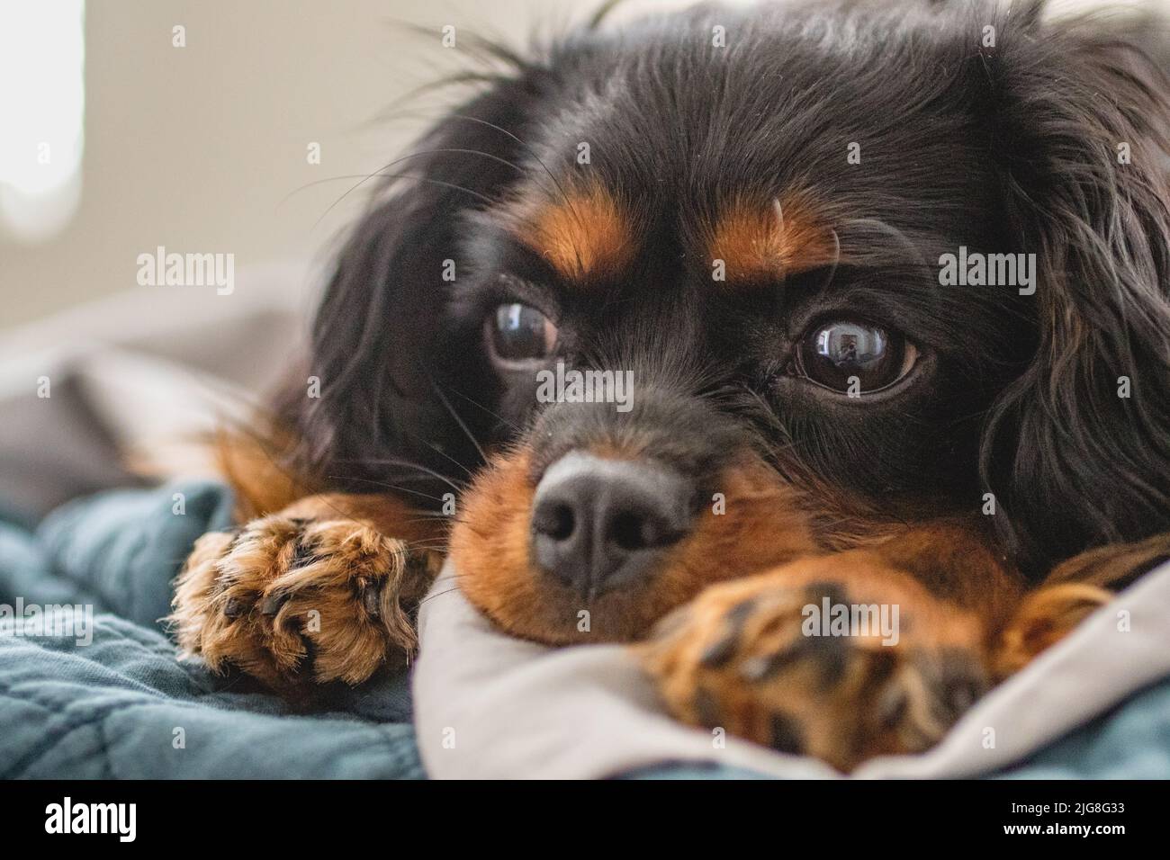 Cavalier King Charles Spaniel ready for bed Stock Photo Alamy