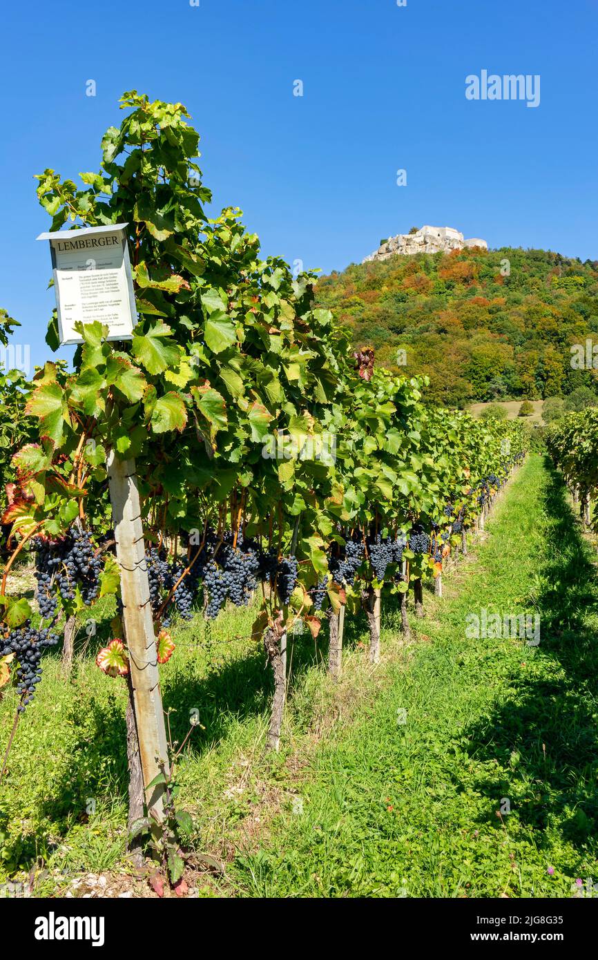 Hohenneuffen castle ruins, view from Neuffen vineyard. Stock Photo