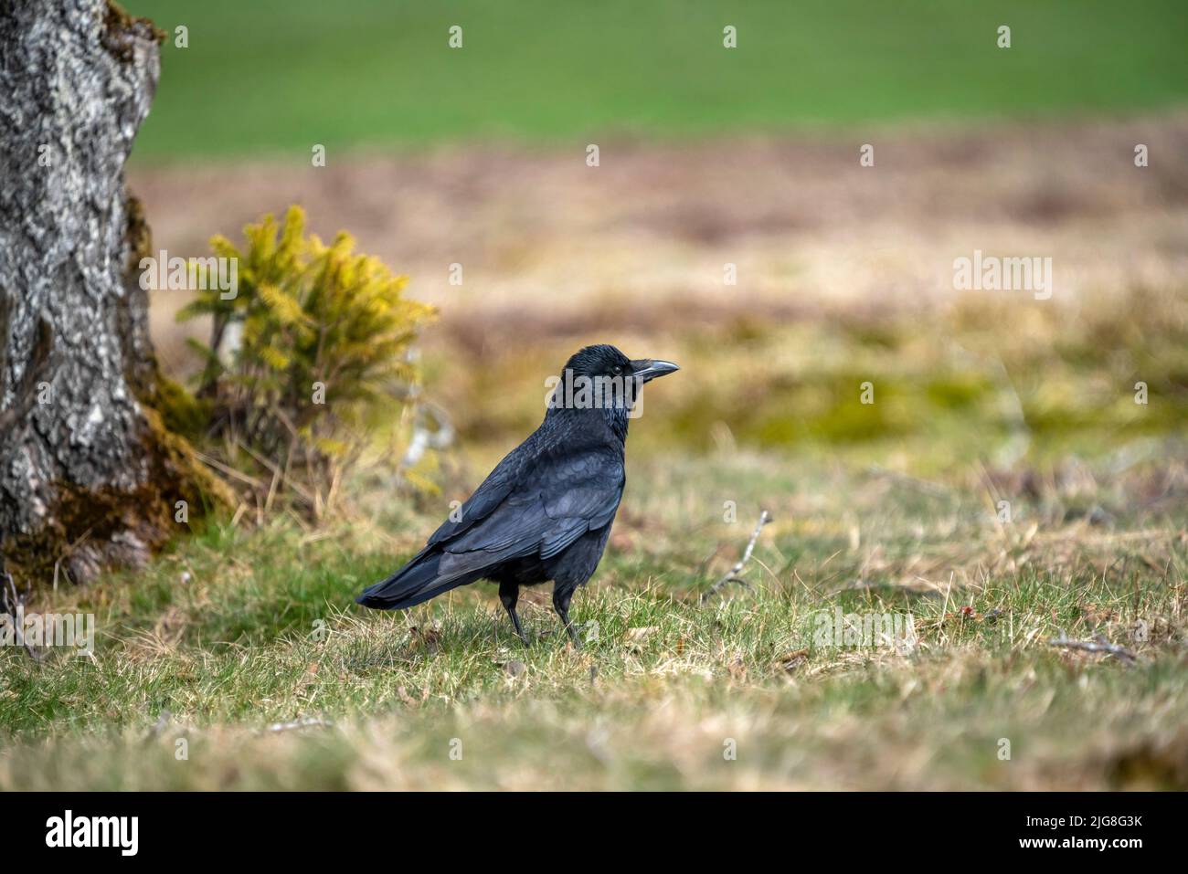 The carrion crow or raven crow is a species of bird from the corvid family. Stock Photo