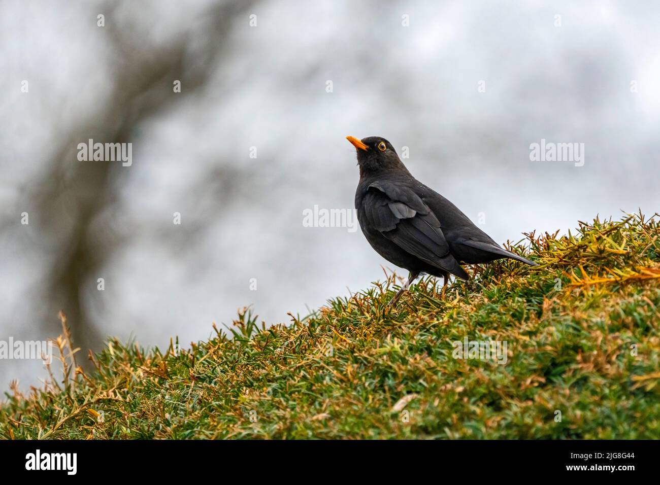 Blackbird, blackbird, male Stock Photo